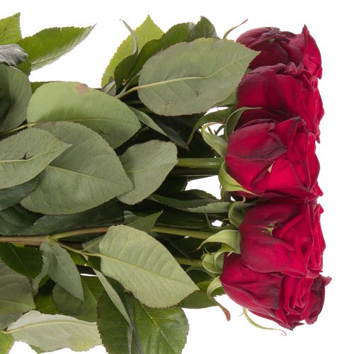 Rose rot Red Naomi (Meewisse) 70cm