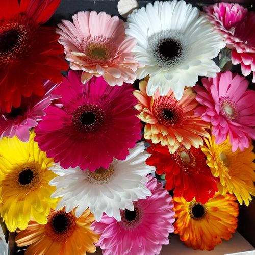 Gerbera mix Farbe