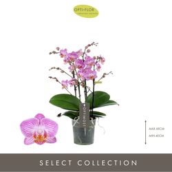 Phal.4-R rosa Honey Optimost T12 H45