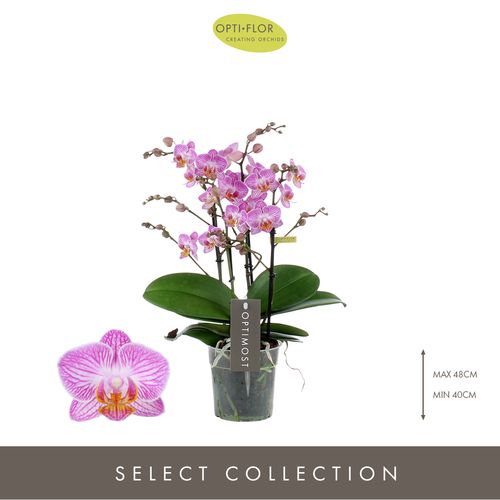 Phal.4-R rosa Honey Optimost T12 H45