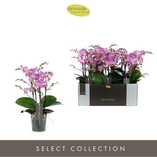 Phal.4-R rosa Honey Optimost T12 H45