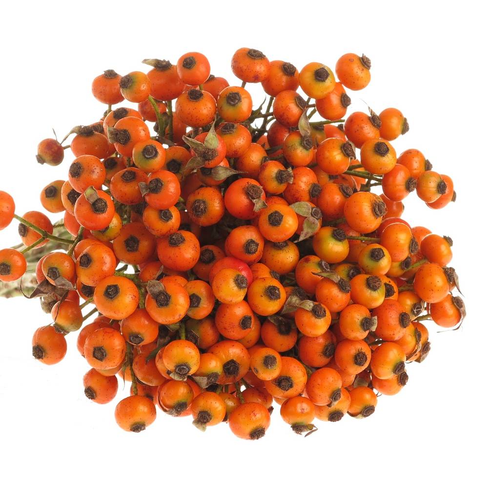 Hagebutte orange Hiphop Ohne Dorn 70cm