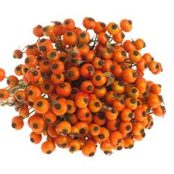 Hagebutte orange Hiphop Ohne Dorn 70cm