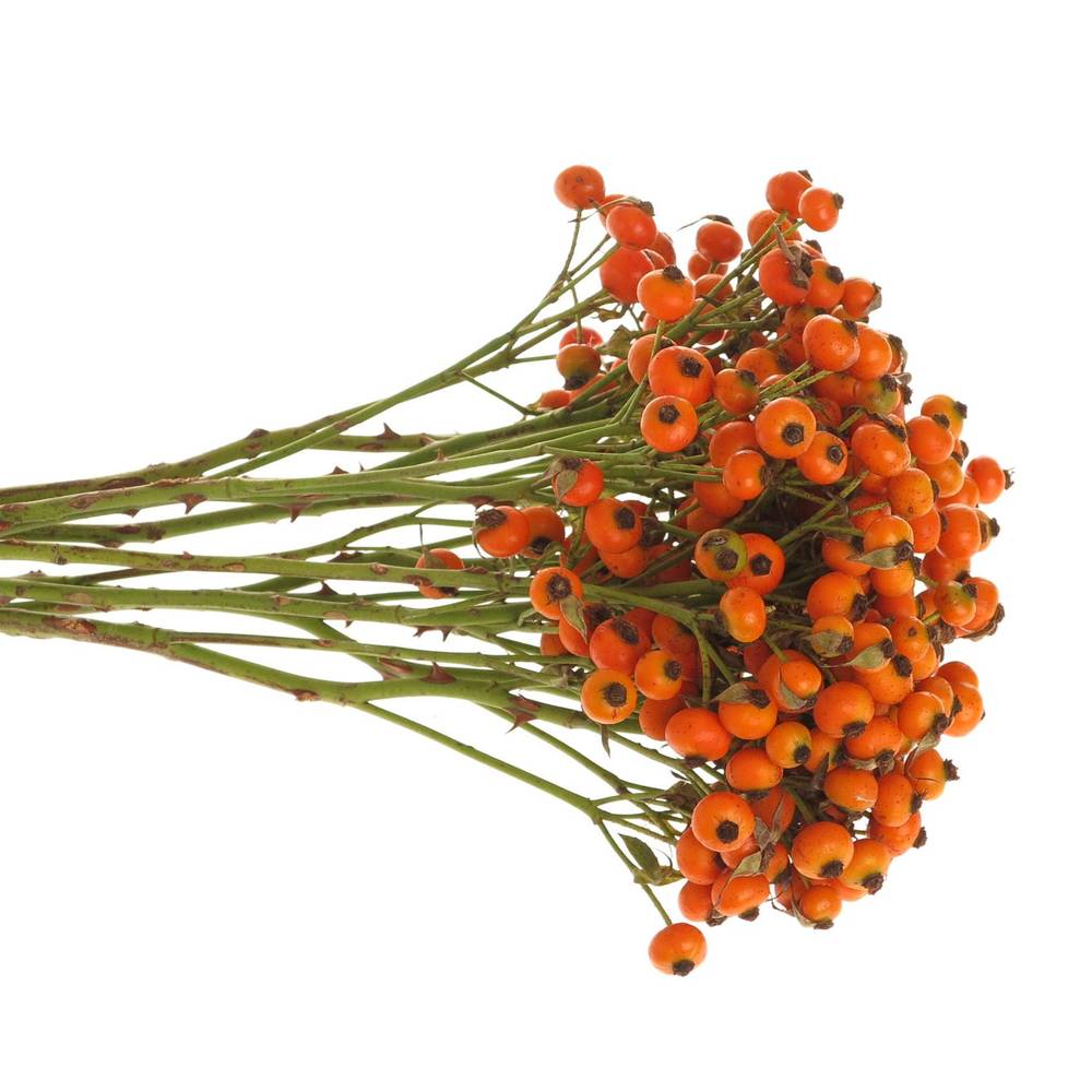Hagebutte orange Hiphop Ohne Dorn 70cm