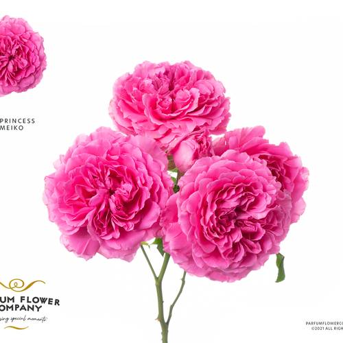 Rose verzweigt rosa Princess Meiko 50cm