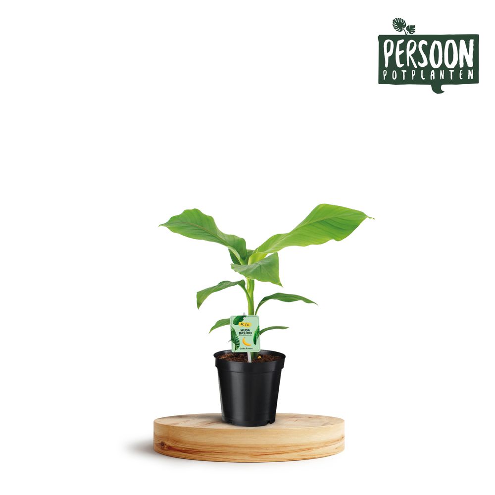 Musa Basjo T17 H050