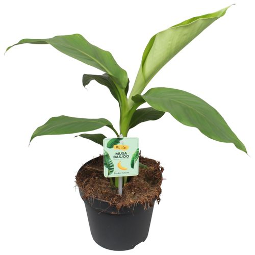 Musa Basjo T17 H050