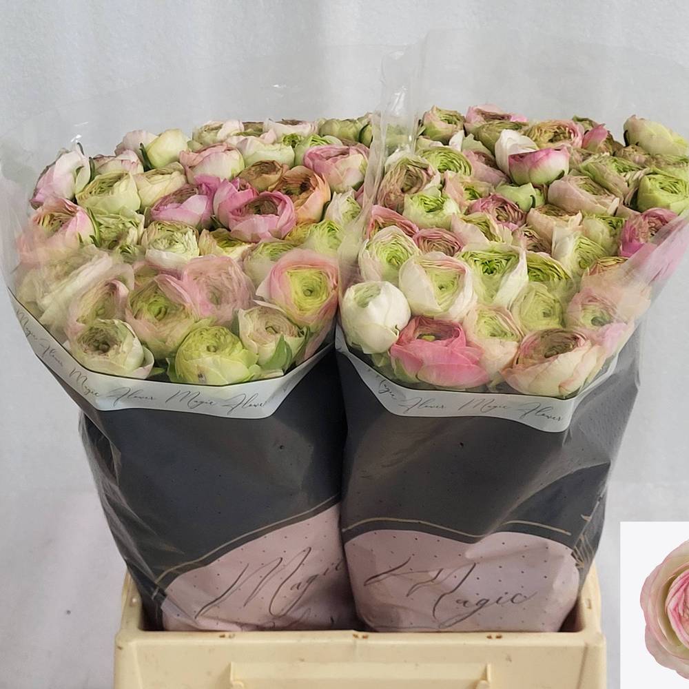 Ranunkel creme-hell rosa Aazur Pink Stripe 45cm x 50