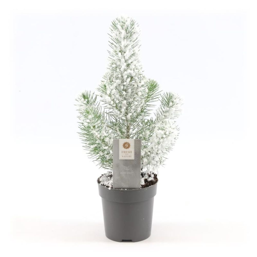 Pinus Pin Silver +snee T10,5 H35