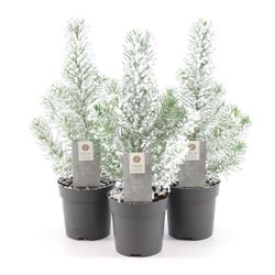 Pinus Pin Silver +snee T10,5 H35