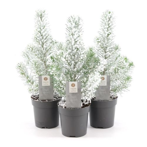 Pinus Pin Silver +snee T10,5 H35