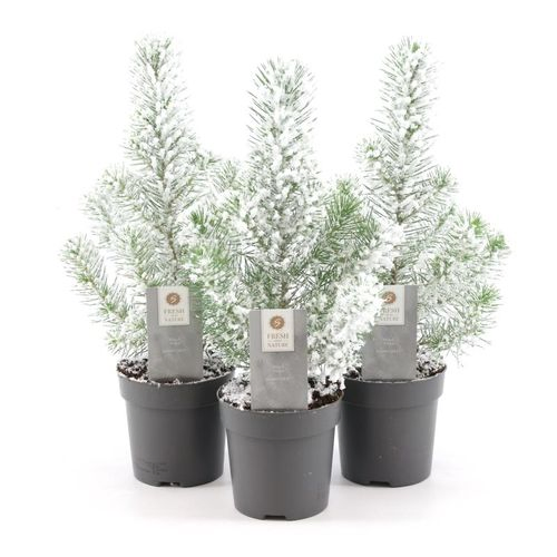 Pinus Pin Silver +snee T10,5 H35