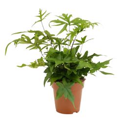 Doryopteris Pedata T12 H35