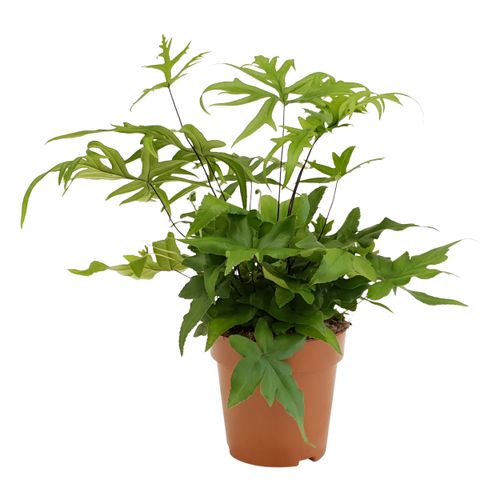 Doryopteris Pedata T12 H35