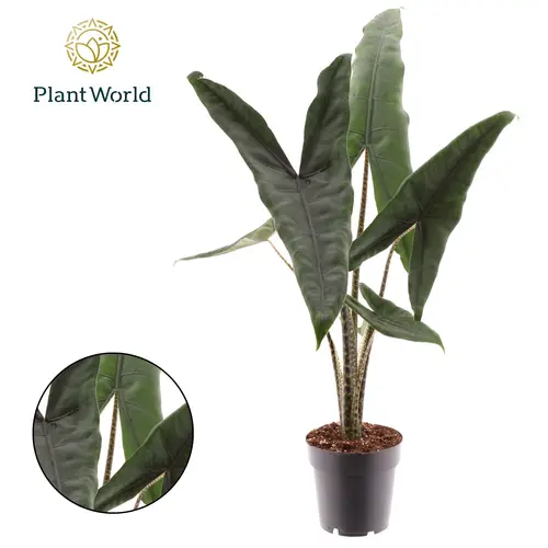 Alocasia Zebrina Superba T14 H070