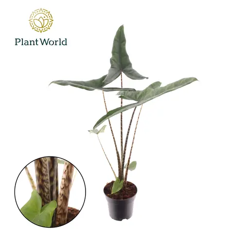 Alocasia Zebrina Superba T14 H070