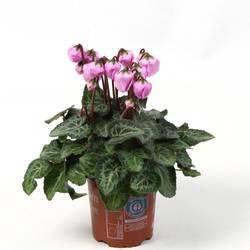 Cyclame rosa Windbell T10,5 H020