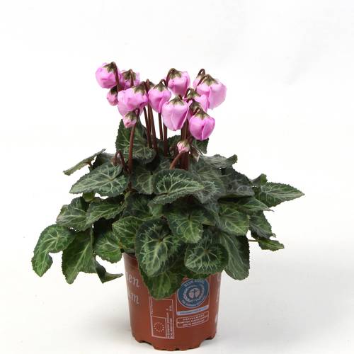 Cyclame rosa Windbell T10,5 H020