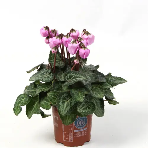 Cyclame rosa Windbell T10,5 H020