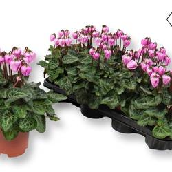 Cyclame rosa Windbell T10,5 H020