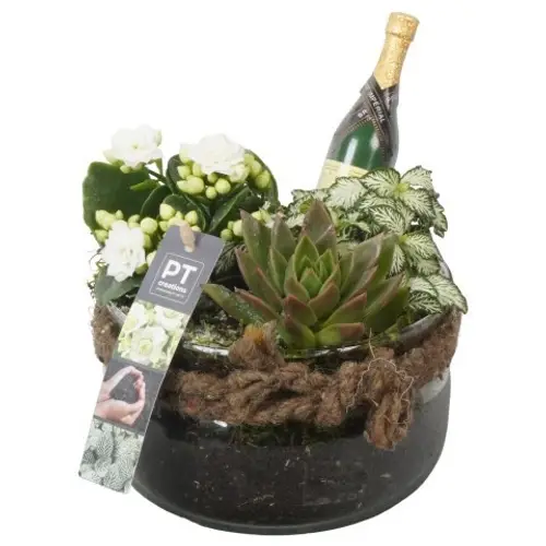 Kal.Arr PTON7944 Silvester T16 H019