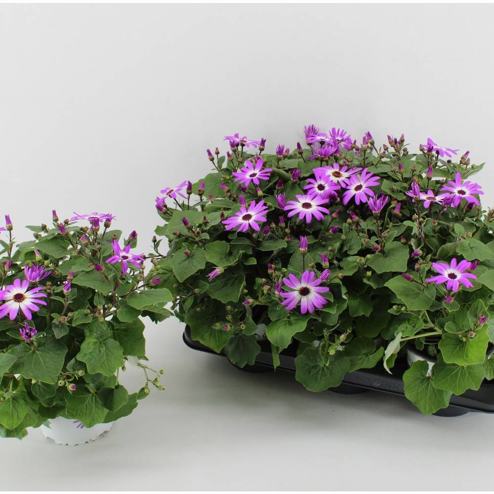 Senecio Senetti Magenta Bicolor T15 H038