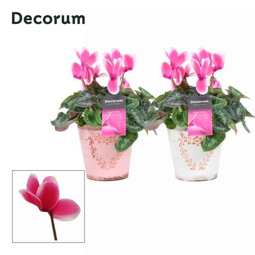 Cyclame mix im Topf Aimee T12 H025