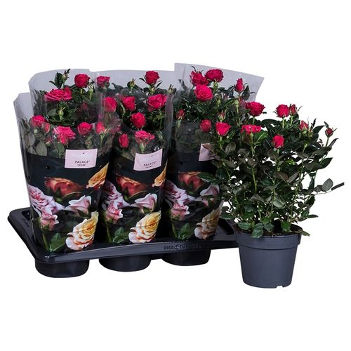 Rosa Palace lila T17 H35