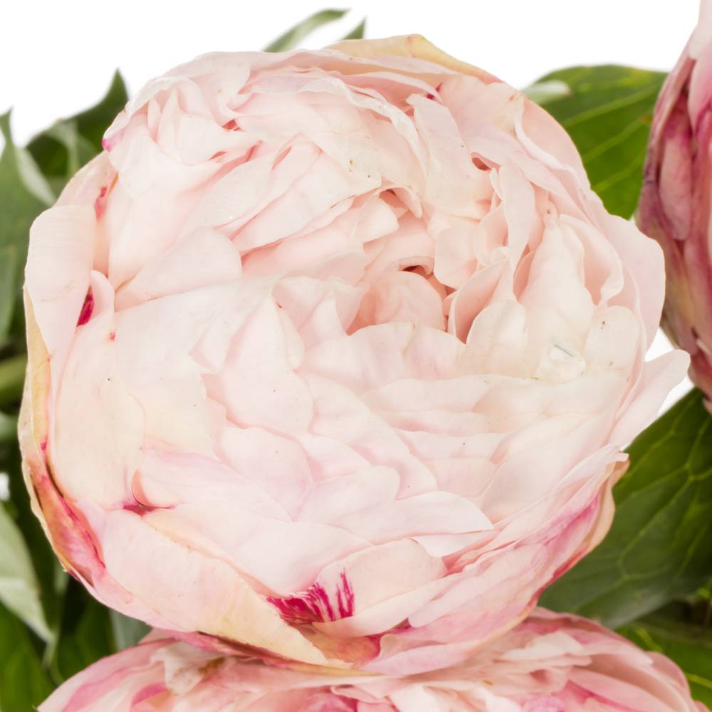 Pfingstrose rosa gefüllt Class Act 55cm