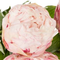 Pfingstrose rosa gefüllt Class Act 55cm