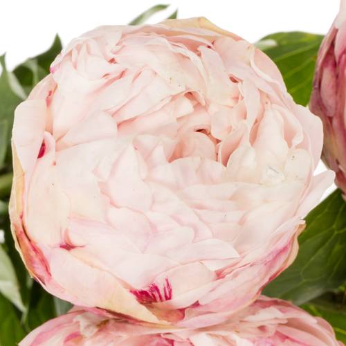 Pfingstrose rosa gefüllt Class Act 55cm