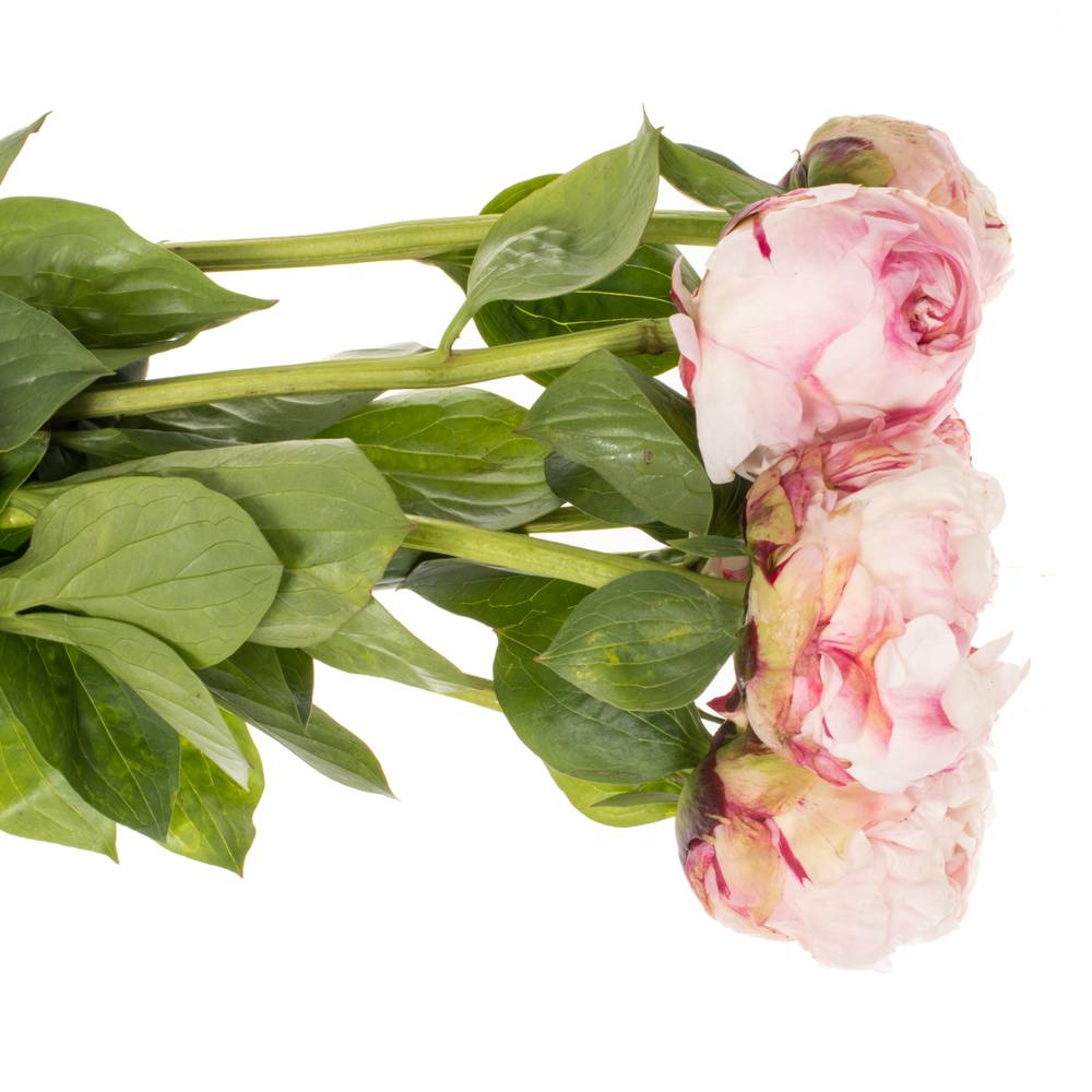 Pfingstrose rosa gefüllt Class Act 55cm