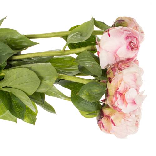 Pfingstrose rosa gefüllt Class Act 55cm