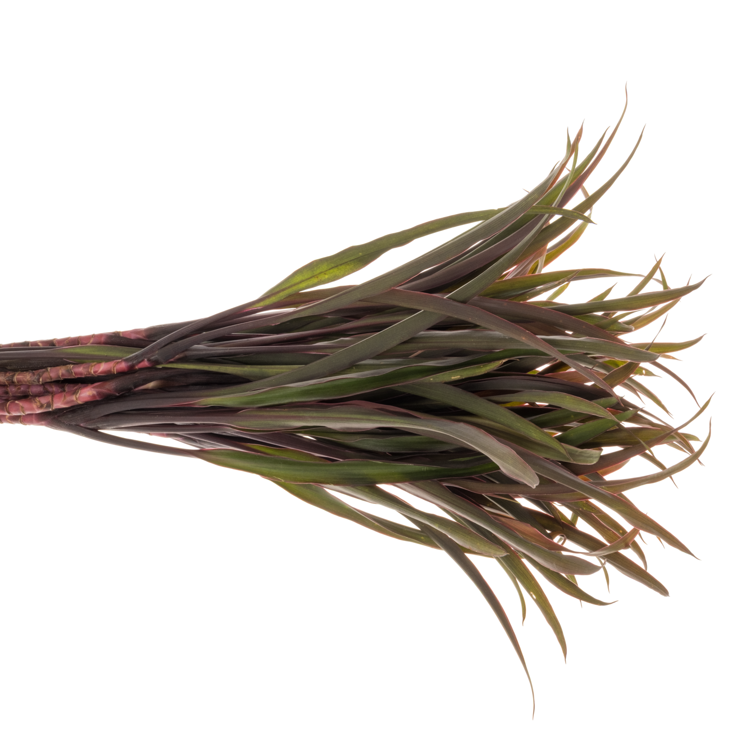 Cordyline Barbatus