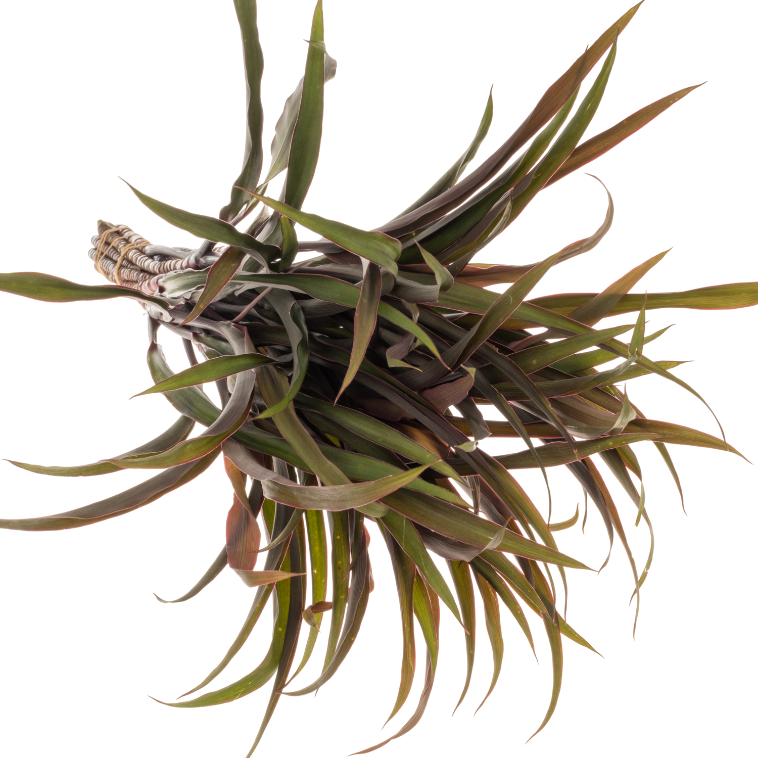 Cordyline Barbatus