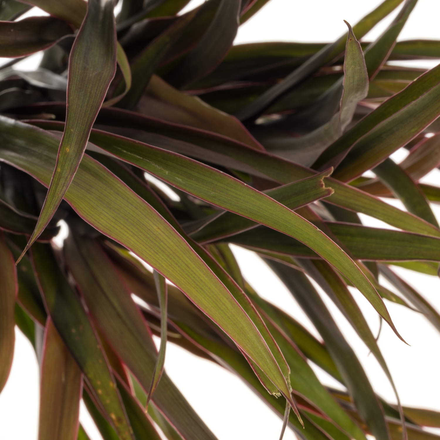 Cordyline Barbatus