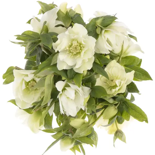 Helleborus weiss gefüllt Ellen White 40cm