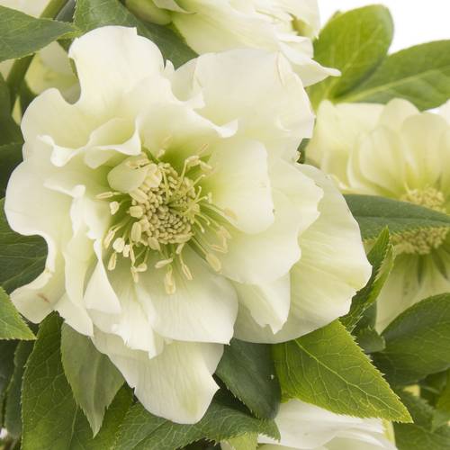 Helleborus weiss gefüllt Ellen White 40cm