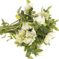 Helleborus weiss gefüllt Ellen White 40cm