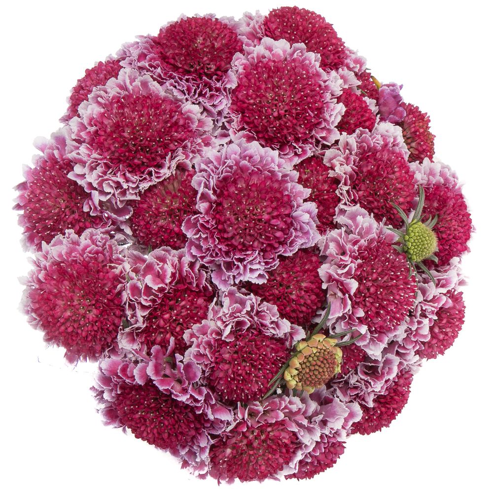 Scabiosa pink Sweet Scoop 60cm