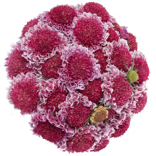 Scabiosa pink Sweet Scoop 60cm