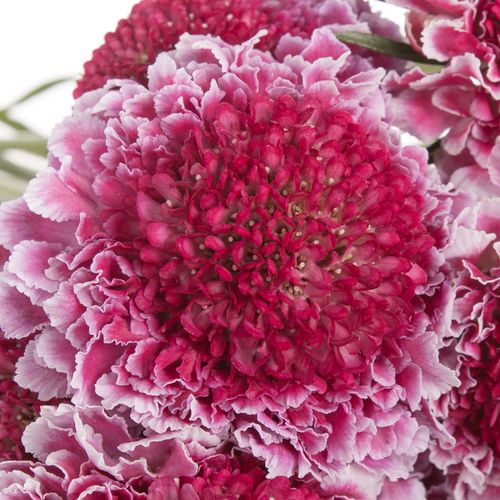 Scabiosa pink Sweet Scoop 60cm