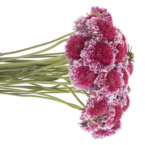 Scabiosa pink Sweet Scoop 60cm