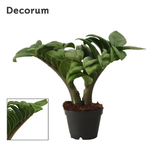 Zamioculcas Zenzi T06 H016