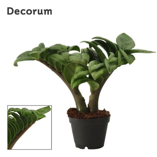 Zamioculcas Zenzi T06 H016