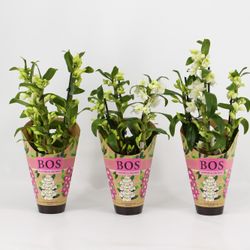 Dendr.Nob.3-R weiss T12 H45