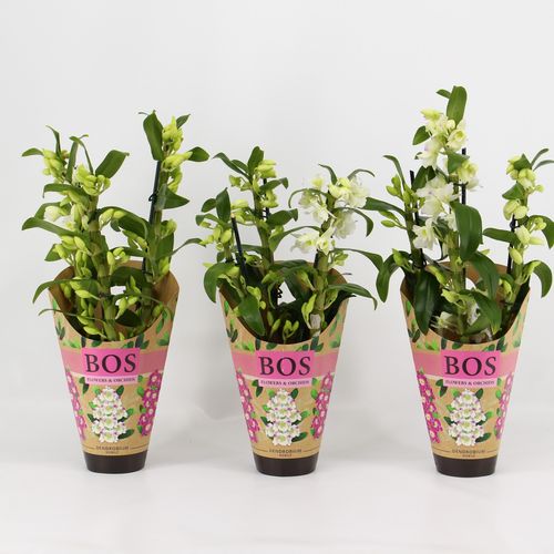 Dendr.Nob.3-R weiss T12 H45