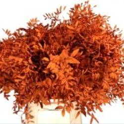Pistazie orange gefärbt 50cm