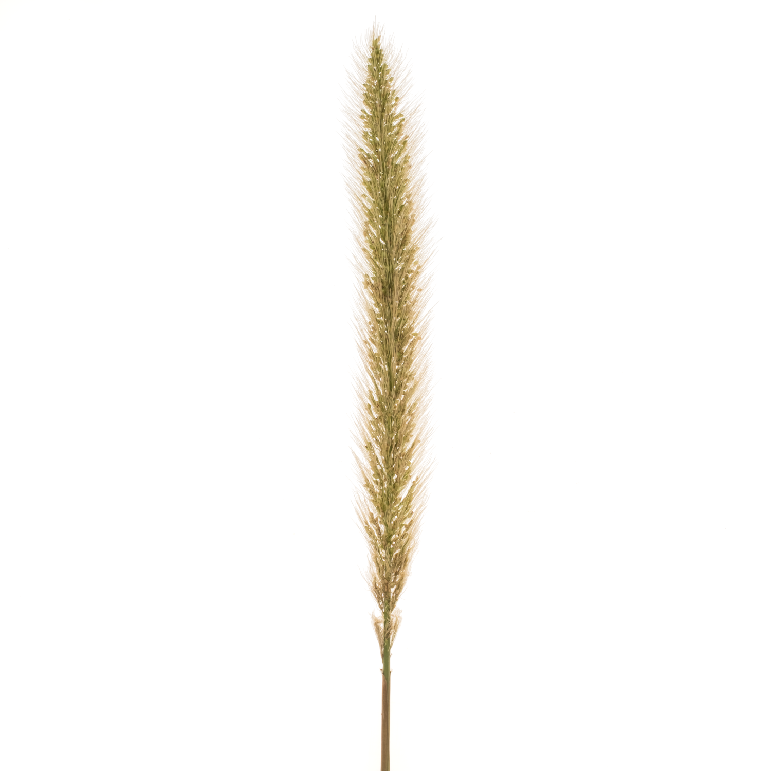 Ziergras hell grün Pennisetum 65cm x 25