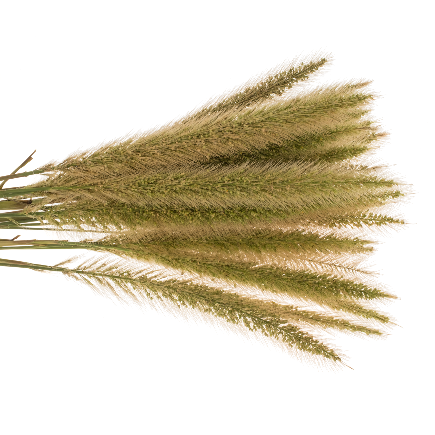 Ziergras hell grün Pennisetum 65cm x 25